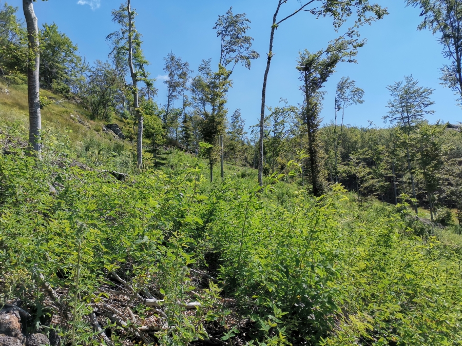 2 FATE - FOOTPRINT OF FORESTRY AGRICULTURE TO IMPROVE ECOSYSTEM SERVICES